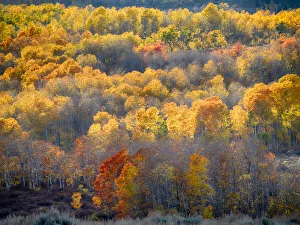 Images Dated 5th August 2020: USA, Utah, Logan Pass. Autumn colors in Logan Pass Utah