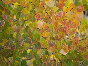 Images Dated 5th August 2020: USA, Utah, Logan Pass. Autumn colors in Logan Pass Utah