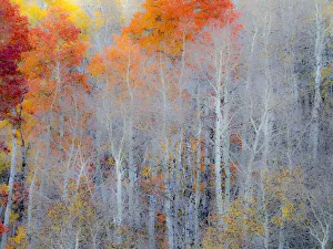 Images Dated 5th August 2020: USA, Utah, Logan Pass. Autumn colors in Logan Pass Utah