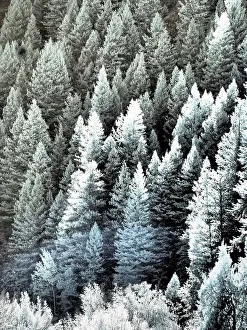Infrared Prints: USA, Utah, Logan Pass. Autumn in infrared of fir trees and heavy backlighting