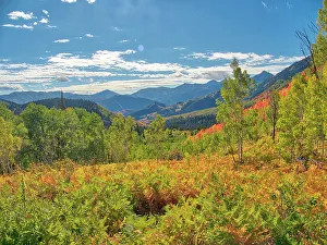 Logan Canyon Prints: USA, Utah, Logan Pass. Colorful autumn in Provo Pass