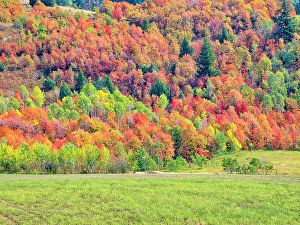 Logan Canyon Prints: USA, Utah, Logan Pass. Colorful autumn in Provo Pass