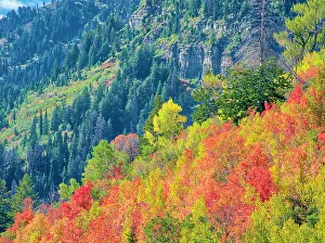 Logan Canyon Prints: USA, Utah, Logan Pass. Colorful autumn in Provo Pass