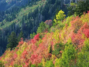 Logan Canyon Prints: USA, Utah, Logan Pass. Colorful autumn in Provo Pass