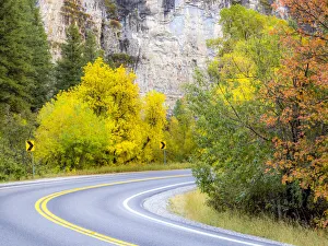 Curve Prints: USA, Utah, Logan Pass and highway 89 fall color with Aspen and Maple Trees