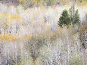 USA, Utah, Logan Pass hillsides covered with Aspen grove in Fall Color