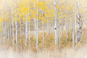 Images Dated 28th September 2015: USA, Utah, Manti-La Sal National Forest. Aspen forest scenic