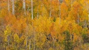 Images Dated 30th September 2015: USA, Utah, Manti-La Sal National Forest. Autumn forest landscape
