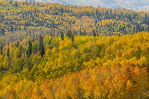 Images Dated 27th September 2015: USA, Utah, Manti-La Sal National Forest. Autumn forest landscape