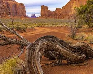 Images Dated 13th September 2019: USA, Utah, Monument Valley. Landscape and dead tree. Credit as