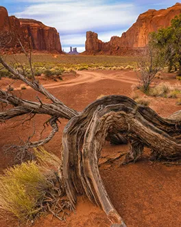 Images Dated 8th April 2019: USA, Utah, Monument Valley. Landscape and dead tree. Credit as