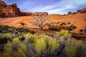 Images Dated 13th September 2019: USA, Utah, Monument Valley. Landscape and dead tree. Credit as