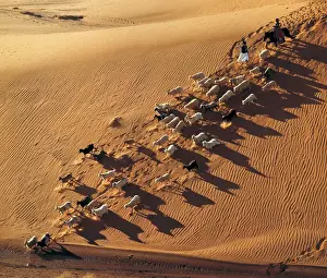 Ric Ergenbright Prints: USA, Utah, Monument Valley. Navajo indian women drive a flock of sheep down a sandy