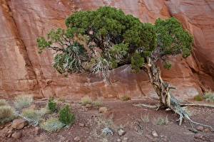 Juniper Prints: USA, Utah, Monument Valley Navajo Tribal Park. Old juniper tree survives in barren land