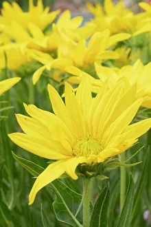 Mules Ear Prints: USA, Utah. Mules ear (Wyethia scabra), Red Butte Gardens