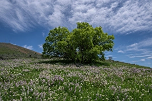 Wasatch Prints: USA, Utah. Oak tree on hillside of lupine