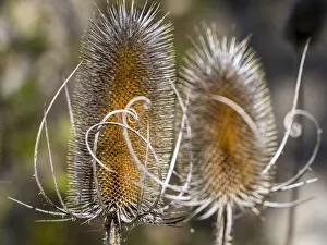Images Dated 14th September 2021: USA, Utah. A pair of dried thistle heads