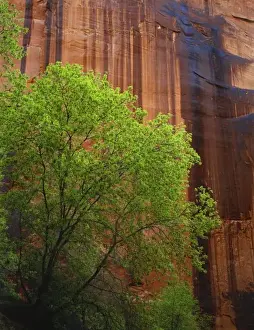 Buckskin Gulch Prints: USA, Utah, Paria Canyon- Vermillion Cliffs Wilderness, Buckskin Gulch, Tree in front