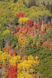 Maple Prints: USA, Utah, Park City. Aspen and maple in fall color on Wasatch Mountains hillsides