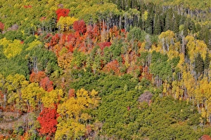 Maple Prints: USA, Utah, Park City. Aspen and maple in fall color on Wasatch Mountains hillsides