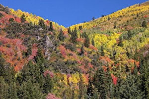 Maple Prints: USA, Utah, Park City. Aspen and maple in fall color on Wasatch Mountains hillsides