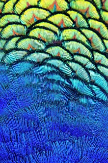 Images Dated 20th June 2023: USA, Utah. Peacock feathers detail