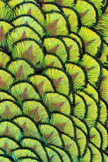 Images Dated 20th June 2023: USA, Utah. Peacock feathers detail