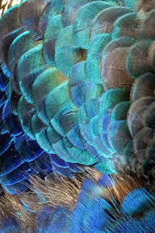 Images Dated 20th June 2023: USA, Utah. Peacock feathers detail