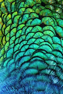 Images Dated 20th June 2023: USA, Utah. Peacock feathers detail