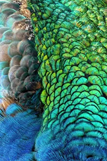 Images Dated 20th June 2023: USA, Utah. Peacock feathers detail