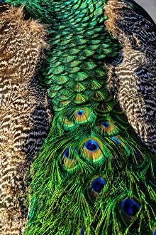 Images Dated 20th June 2023: USA, Utah. Peacock feathers detail