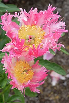 Peony Prints: USA, Utah. Peony, Red Butte Gardens