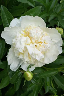 Peony Prints: USA, Utah. Peony, Red Butte Gardens