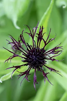 Judith Zimmerman Prints: USA, Utah. Red Butte Gardens