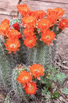 Judith Zimmerman Prints: USA, Utah. Scarlet hedgehog cactus, Red Butte Gardens