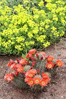 Judith Zimmerman Prints: USA, Utah. Scarlet hedgehog cactus, Red Butte Gardens