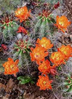 Judith Zimmerman Prints: USA, Utah. Scarlet hedgehog cactus