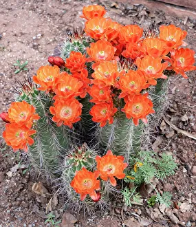 Judith Zimmerman Prints: USA, Utah. Scarlet hedgehog cactus, Red Butte Gardens