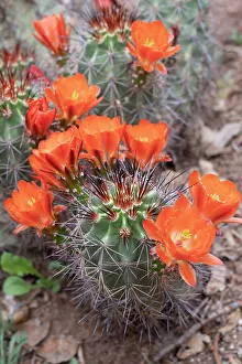 Images Dated 12th January 2024: USA, Utah. Scarlet hedgehog cactus, Red Butte Gardens
