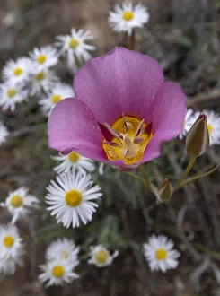 Images Dated 19th February 2020: USA, Utah. Sego lily, Arches National Park