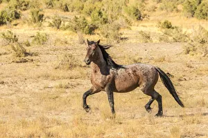 Images Dated 25th July 2018: USA, Utah, Tooele County. Wild horse adult profile
