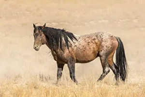 Images Dated 25th July 2018: USA, Utah, Tooele County. Wild horse adult profile