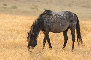 Backlit Prints: USA, Utah, Tooele County. Wild horse adult at sunrise