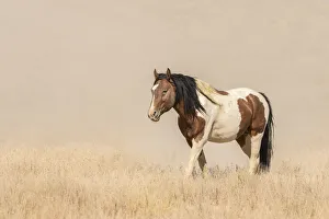 Tooele County Prints: USA, Utah, Tooele County. Wild horse close-up