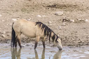 Waterhole Prints: USA, Utah, Tooele County. Wild horse drinking from waterhole