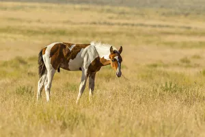 Images Dated 23rd July 2018: USA, Utah, Tooele County. Wild horse foal close-up