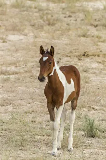 Tooele County Prints: USA, Utah, Tooele County. Wild horse foal close-up