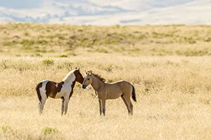 USA, Utah, Tooele County. Wild horse foals greeting