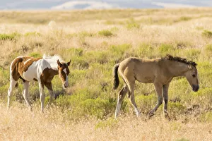Images Dated 23rd July 2018: USA, Utah, Tooele County. Wild horse foals walking
