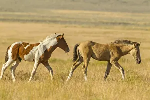 Tooele County Prints: USA, Utah, Tooele County. Wild horse foals walking
